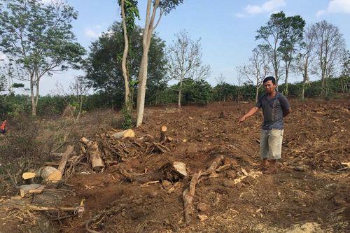 Hiện trường khai thác cây đa siêu 'khủng' tại Đắk Lắk