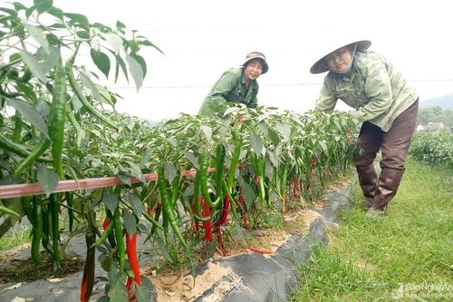 Trồng ớt cay cao sản thu gần 150 triệu đồng/ha