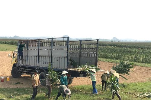Nông dân Nghệ An trồng ngô sinh khối thu hàng trăm triệu mỗi ha