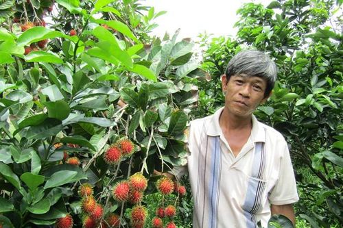 Chôm chôm Việt chính thức vào thị trường New Zealand