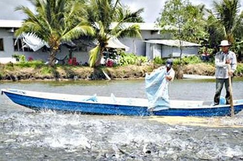 Nguy cơ thiếu hụt nguồn con giống cá tra