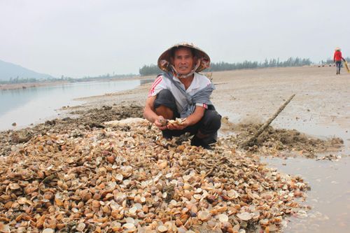 Hà Tĩnh: 120ha nghêu nuôi bị chết hàng loạt
