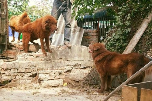Những chuyện ly kỳ về 'sói lửa' trên cao nguyên Bắc Hà