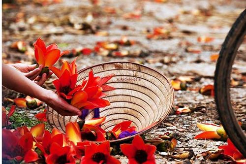 Ghé thăm mùa hoa gạo đỏ rực một góc trời