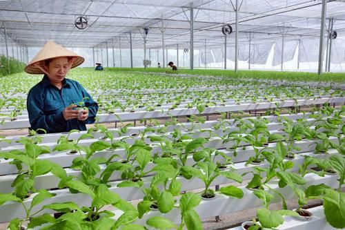 Liên kết theo chuỗi để định hướng phát triển
