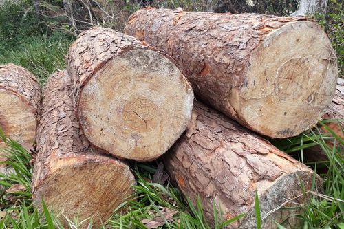 Lâm Đồng: Hàng chục mét khối gỗ thông bị cưa hạ xếp thành đống