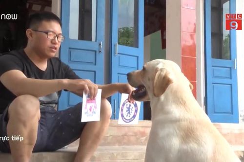 Clip: Chú chó Củ Cải có biệt tài làm toán, nhớ tên đội bóng gây bão mạng