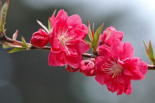 Lời chúc năm mới 2018 tặng bạn gái hay và ý nghĩa