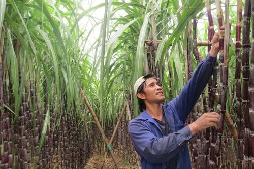 Tây Nguyên sẽ là thủ phủ của mía đường?