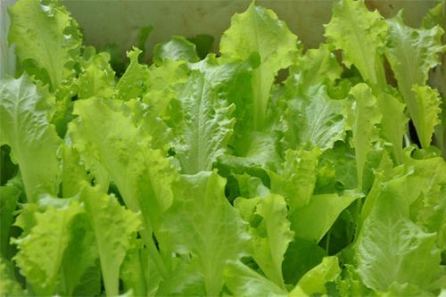 Bùng phát dịch bệnh tại Mỹ do khuẩn E.coli trong rau diếp