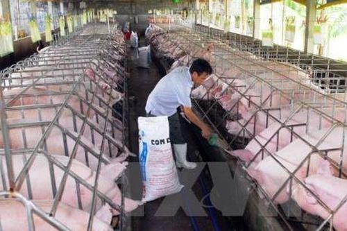 Giá lợn tăng, người nuôi vẫn e ngại tái đàn