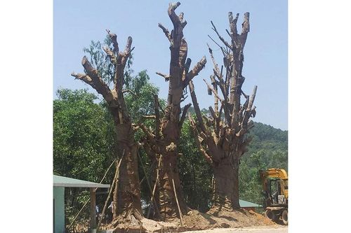Không giấy phép vận chuyển, 3 cây cổ thụ trồng tạm bên vệ đường