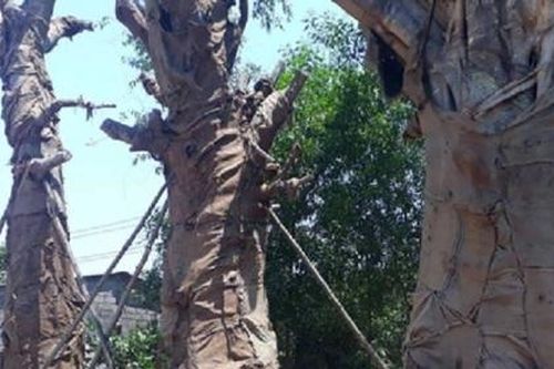 '3 cây cổ thụ khổng lồ' được trồng một bên QL1A