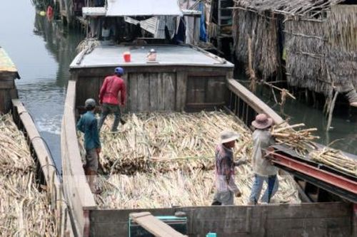Đắk Lắk liên kết với nông dân sản xuất mía đường