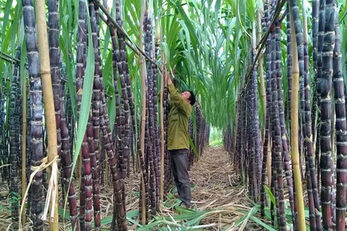 Sức ép Thái Lan và thế khó của mía đường Việt Nam