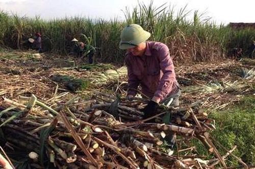 Tân Kỳ tập trung thu hoạch mía