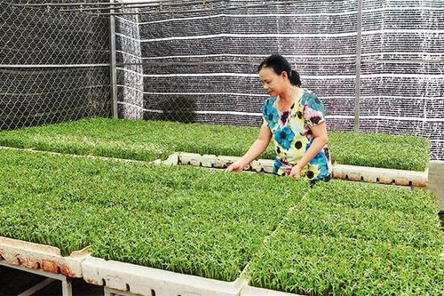 Chọn hướng sản xuất rau an toàn