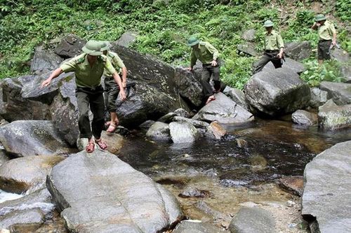 Mỗi kiểm lâm viên 'gánh' hơn 10.000 ha rừng