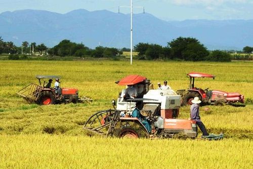 Bội thu trên cánh đồng lớn Ninh Thuận