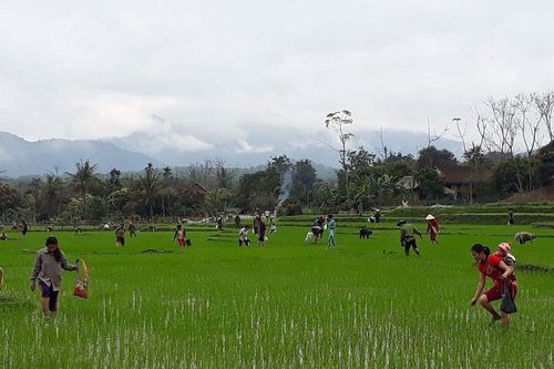 Nghệ An: Bắt hàng tấn ốc bươu vàng gây hại lúa xuân