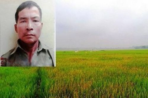 Thanh Hóa: Mất ví nhà người tình, dùng thuốc cỏ phun chết khô 3 sào lúa