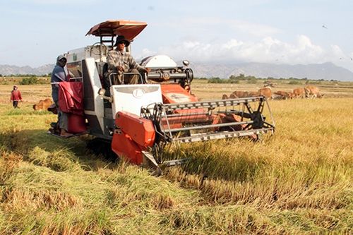 Vụ Ðông Xuân nhiều địa phương được mùa, được giá