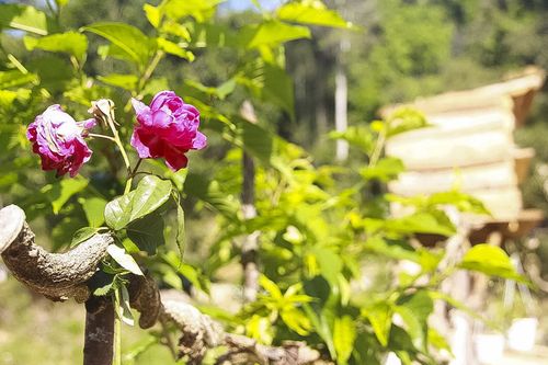 Quyến rũ Hồng cổ Đà Lạt