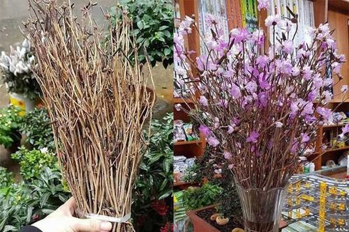 Đỗ quyên khô ngủ đông có độc hại như tin đồn?