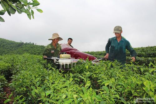 Chè xuân được mùa, được giá, nông dân phấn khởi