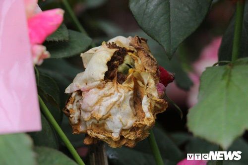 Hoa hồng héo úa trong ngày đầu diễn ra lễ hội ở Hà Nội