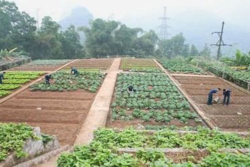 Chuyện trồng rau trên đất sỏi