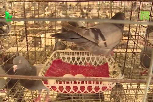 Cho chim bồ câu đẻ 'vỡ kế hoạch', anh nông dân thu tiền tỷ