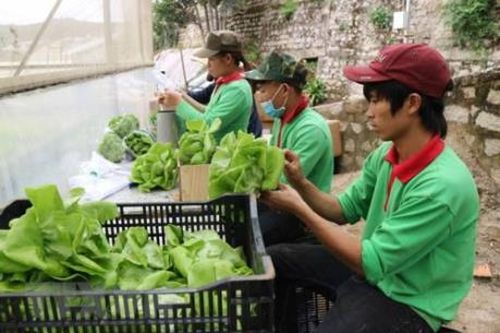 Kiên Giang ứng dụng công nghệ cao trong nông nghiệp