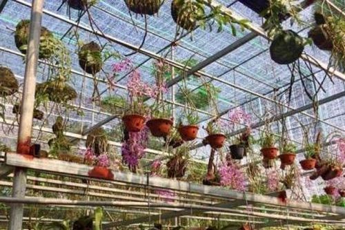 Hà Tĩnh: Mê mẩn vườn lan tiền tỷ của chàng cử nhân công nghệ thông tin