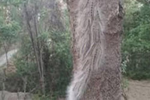 Hãi hùng 'binh đoàn' sâu nghìn con 'hành quân' trên cây