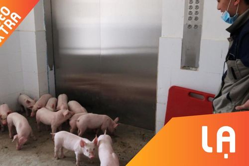 Khám phá 'khách sạn 5 sao' dành cho đàn lợn ở Trung Quốc