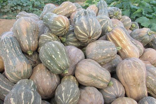Nông dân miền núi 'ôm nợ' vì bí xanh, bí đỏ rớt giá