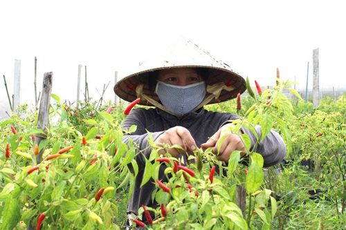 Nông dân ngoại ô Sài Gòn trồng ớt thu gần nửa tỷ mỗi tháng