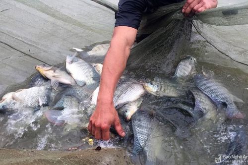 Nông dân Yên Thành nuôi cá rô phi VietGAP đạt sản lượng 20 tấn/ha