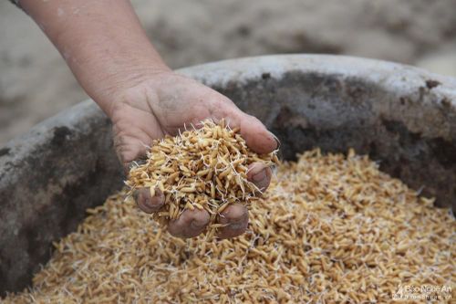 Nghệ An: Sẵn sàng cho sản xuất hè thu