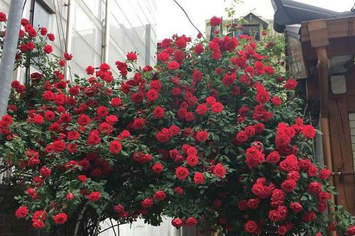 Dân mạng xuýt xoa với cánh cổng hoa hồng lãng mạn như trong cổ tích