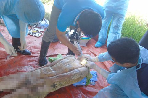 Khai quật tử thi để điều tra về cái chết của nữ kế toán trưởng cách đây 6 năm