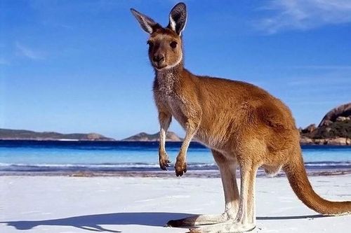 Giai thoại về nguồn gốc cái tên 'kangaroo'