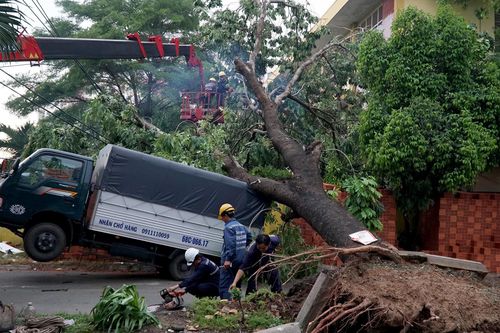 Nhiều cây xanh bật gốc, đè nhà và ôtô sau trận dông lốc ở Sài Gòn