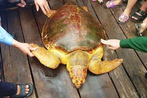 Rùa vàng nặng 80kg mắc lưới ngư dân được thả tự do về biển
