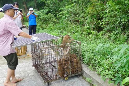 Nỗ lực cứu hộ động vật hoang dã