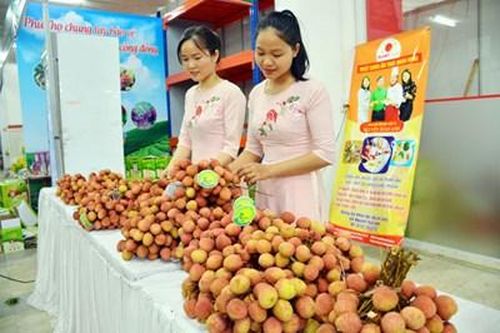 Tuần lễ đặc sản vải thiều Thanh Hà sẽ được tổ chức tại Hà Nội