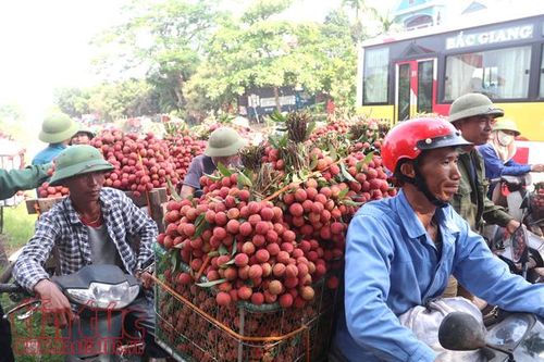 Nhộn nhịp mua bán vải thiều Lục Ngạn, Bắc Giang
