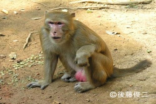Hy hữu: Đang ngủ trong nhà, bé 16 ngày tuổi bị khỉ đột nhập bắt cóc