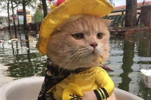 Mèo 'hoàng thượng', chó bán vé số và loạt thú cưng nổi tiếng ở VN